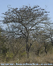 Acacia tortilis